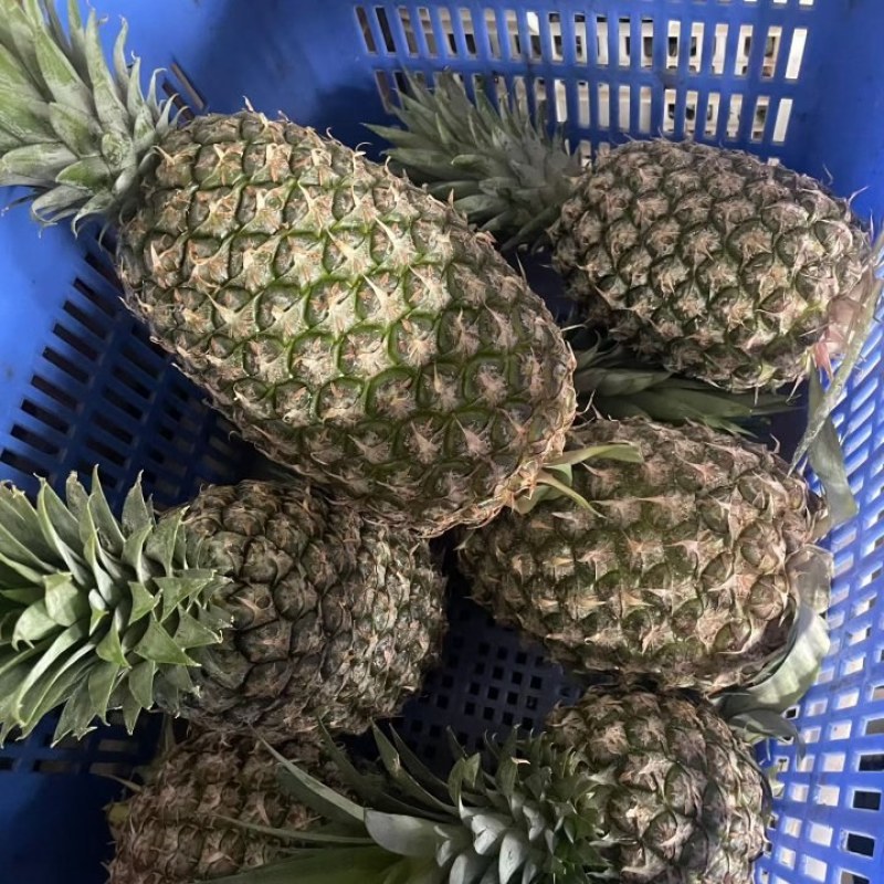 海南金砖凤梨，糖分高，好吃