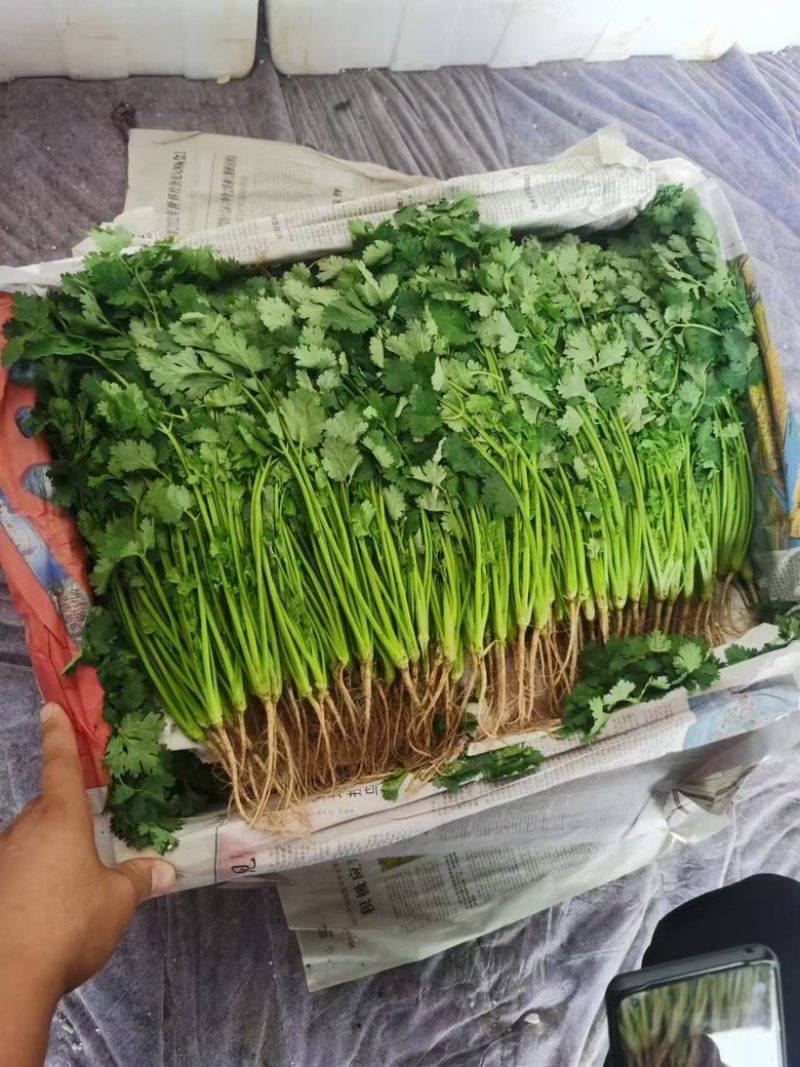 精品大叶香菜辽宁产地直发大量上市供应商超批发市场