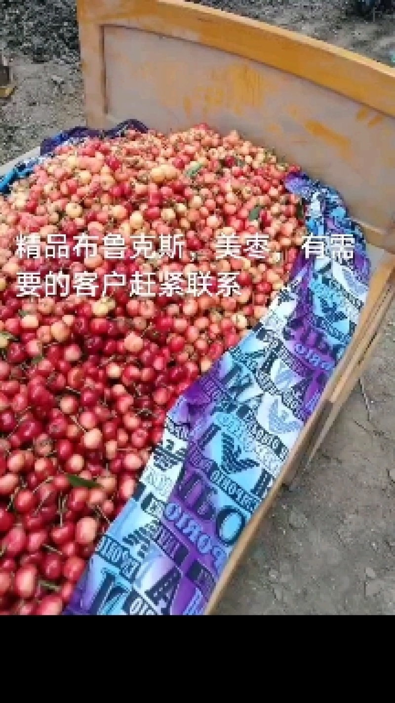 山东冠县樱桃，果大，货足，支持一件代发，信誉第一