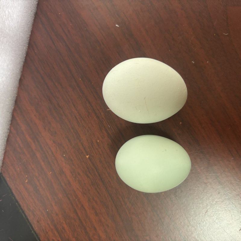 快来捡鸡蛋哦，还有初生蛋咧