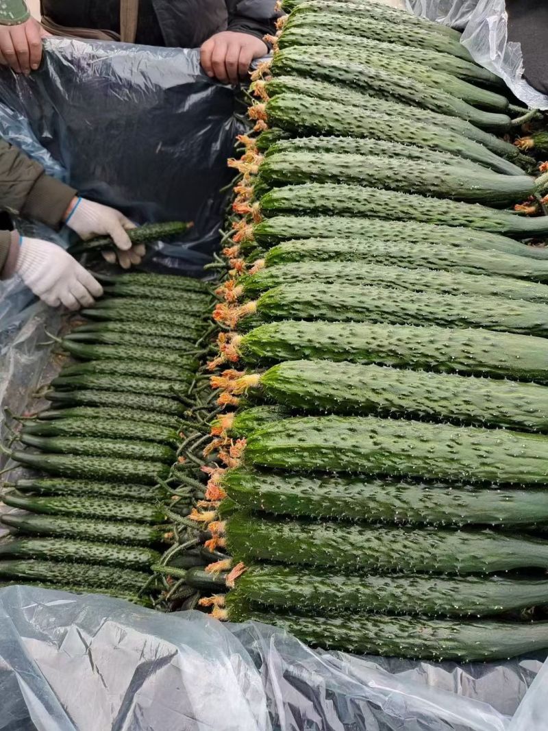 山东密刺黄瓜干花带刺代发全国一手货源欢迎咨询采购
