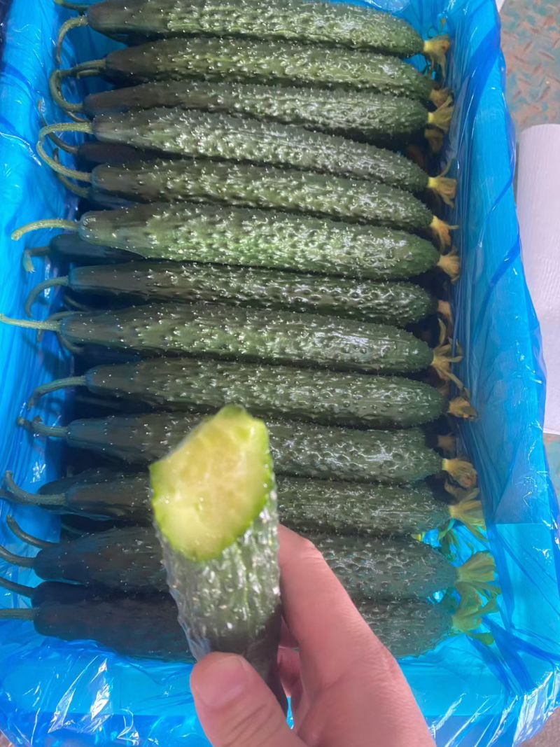 山东密刺黄瓜干花带刺代发全国一手货源欢迎咨询采购