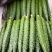 山东密刺黄瓜干花带刺代发全国一手货源欢迎咨询采购