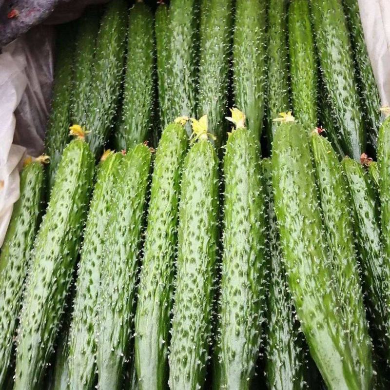 山东密刺黄瓜干花带刺代发全国一手货源欢迎咨询采购