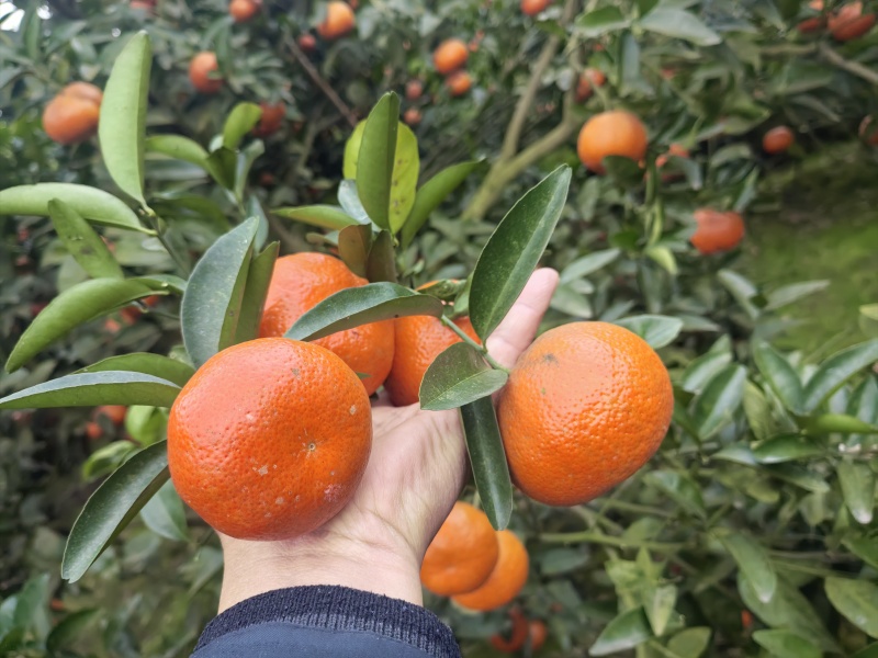 W默科特