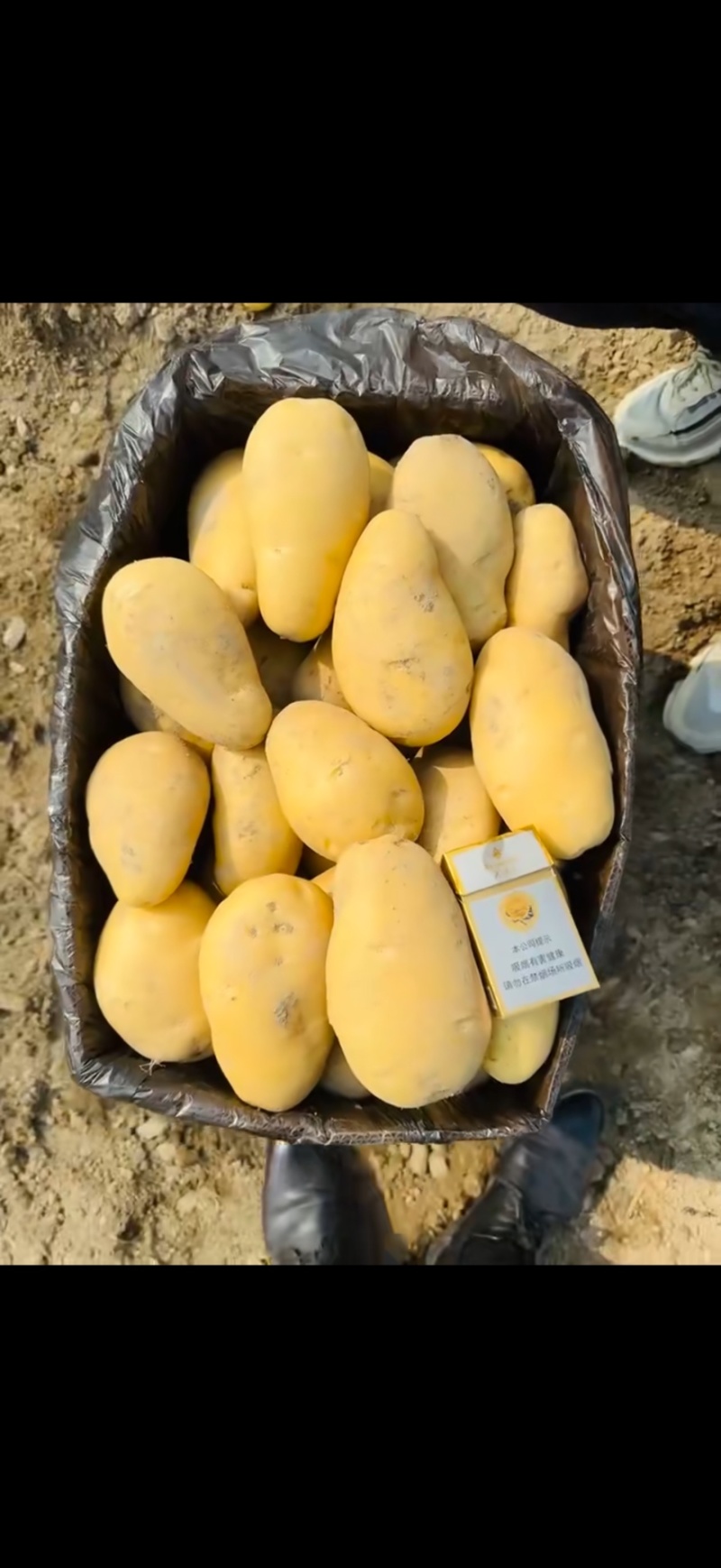 （山西土豆）黄心土豆，沃土，V7，西森等多个品种！