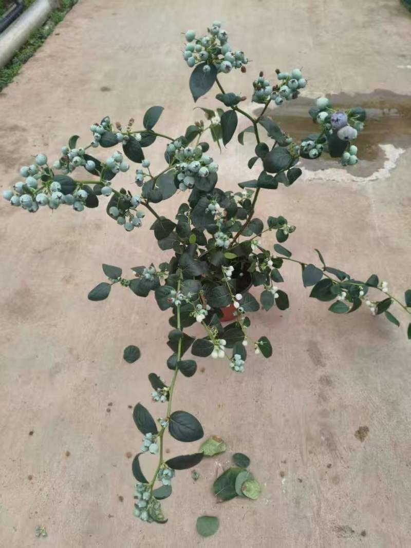 满花满果花香蓝莓苗，支持一件代发，社区团购，对接各大市场