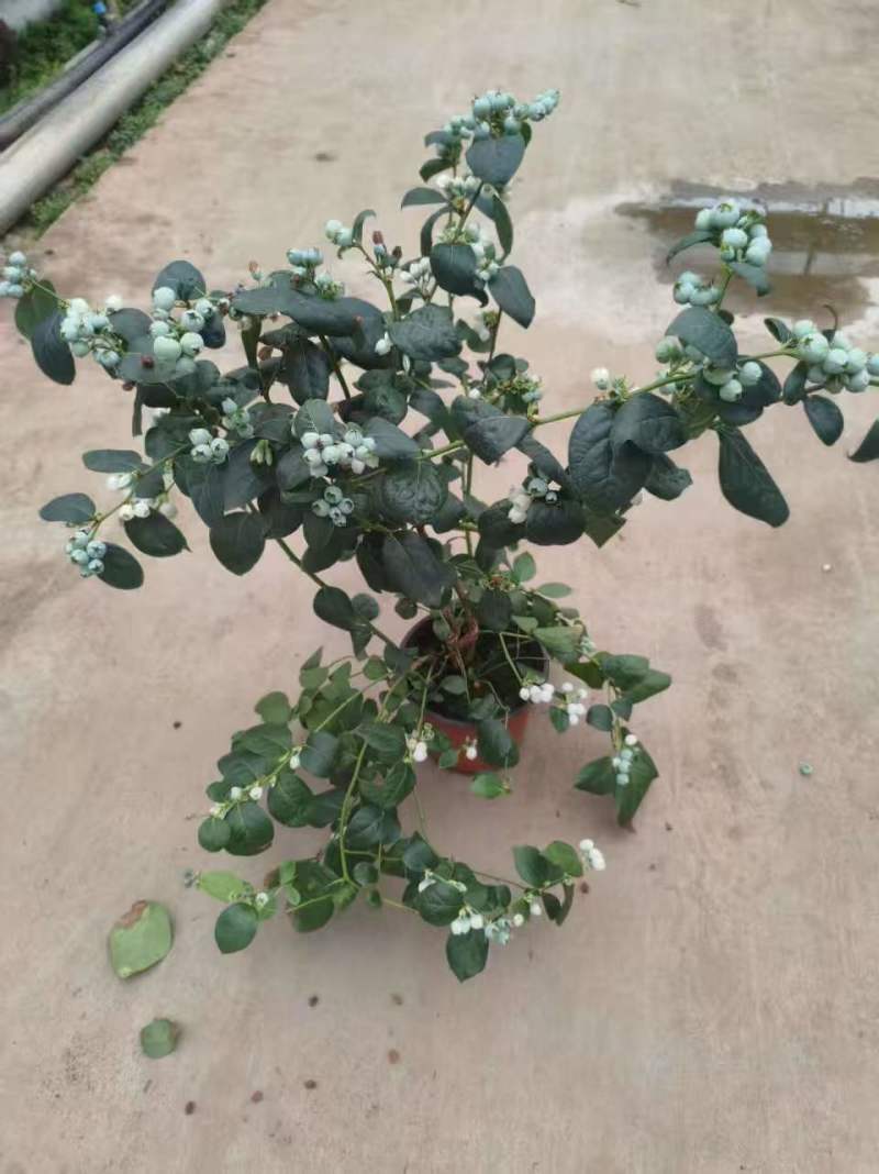 满花满果花香蓝莓苗，支持一件代发，社区团购，对接各大市场
