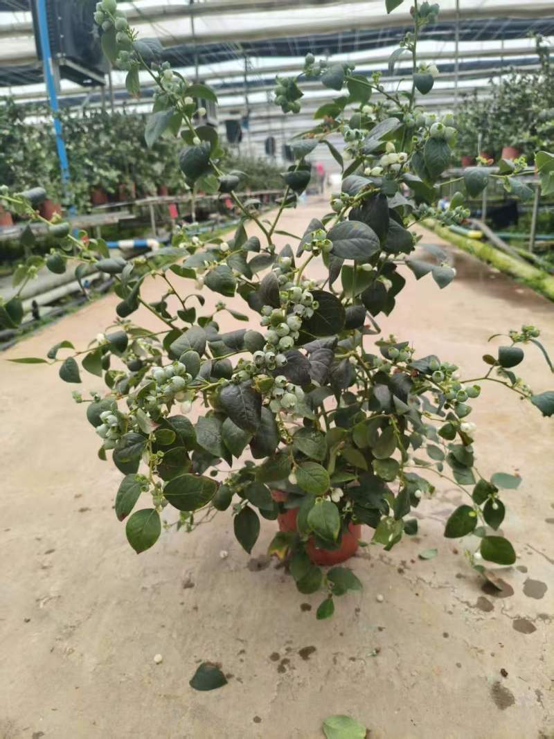 满花满果花香蓝莓苗，支持一件代发，社区团购，对接各大市场