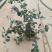 满花满果花香蓝莓苗，支持一件代发，社区团购，对接各大市场