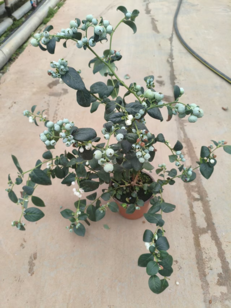 满花满果花香蓝莓苗，支持一件代发，社区团购，对接各大市场