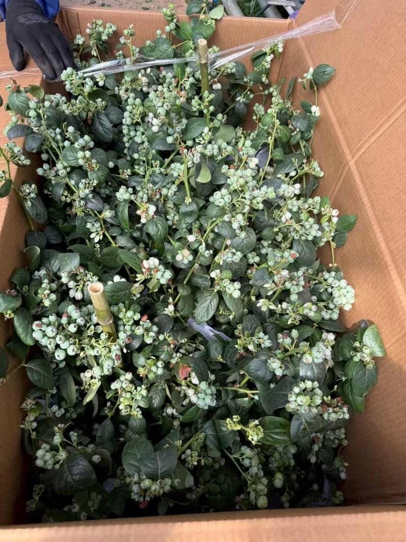 满花满果花香蓝莓苗，支持一件代发，社区团购，对接各大市场