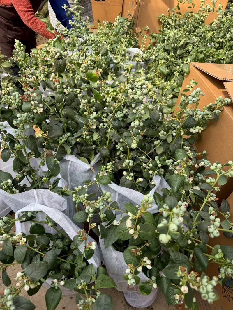 满花满果花香蓝莓苗，支持一件代发，社区团购，对接各大市场
