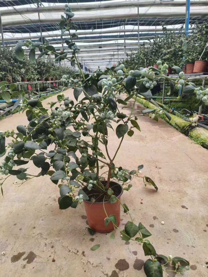 满花满果花香蓝莓苗，支持一件代发，社区团购，对接各大市场