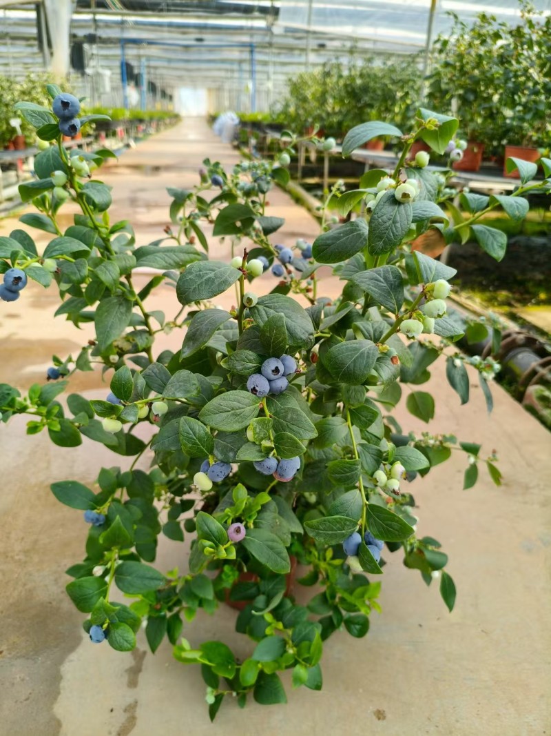 满花满果花香蓝莓苗，支持一件代发，社区团购，对接各大市场