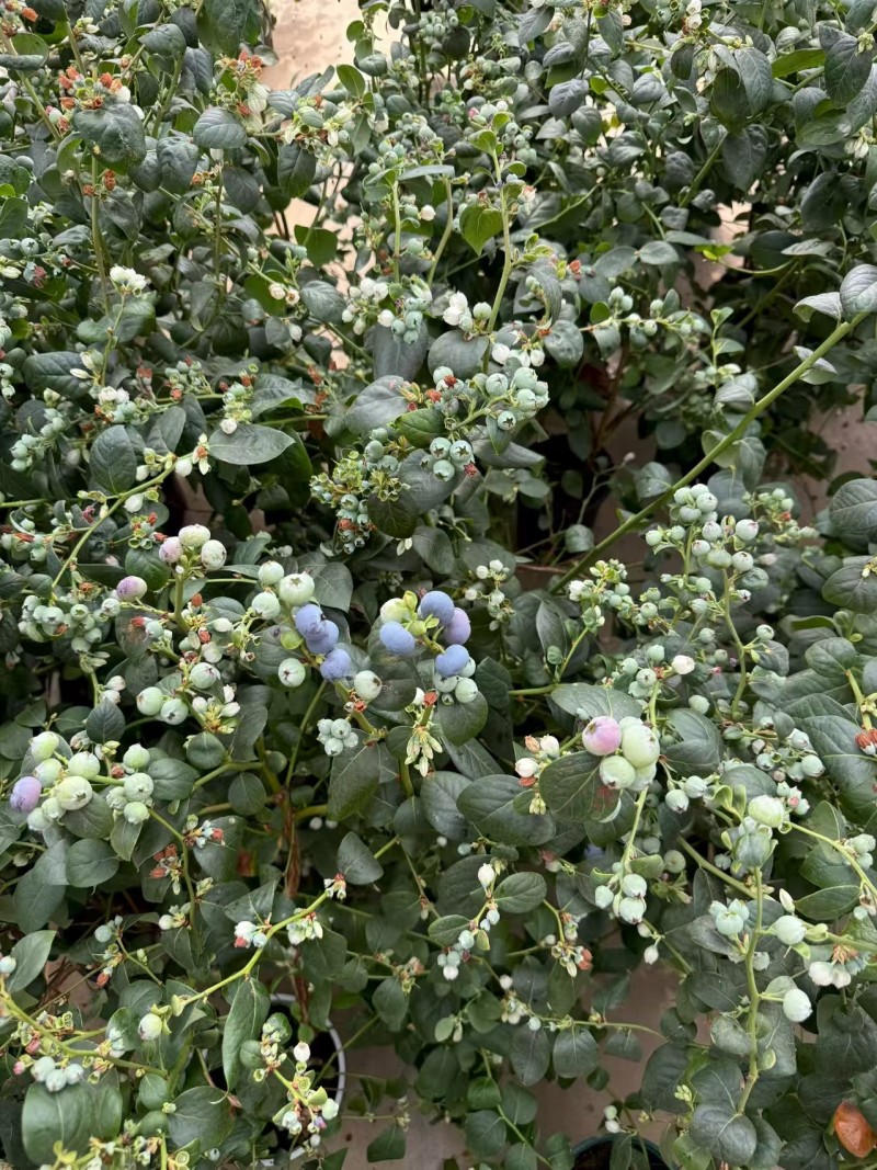 满花满果花香蓝莓苗，支持一件代发，社区团购，对接各大市场