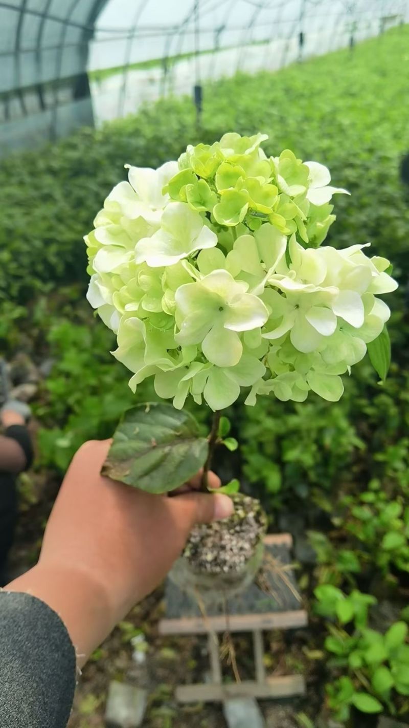 木绣球扦插苗批发