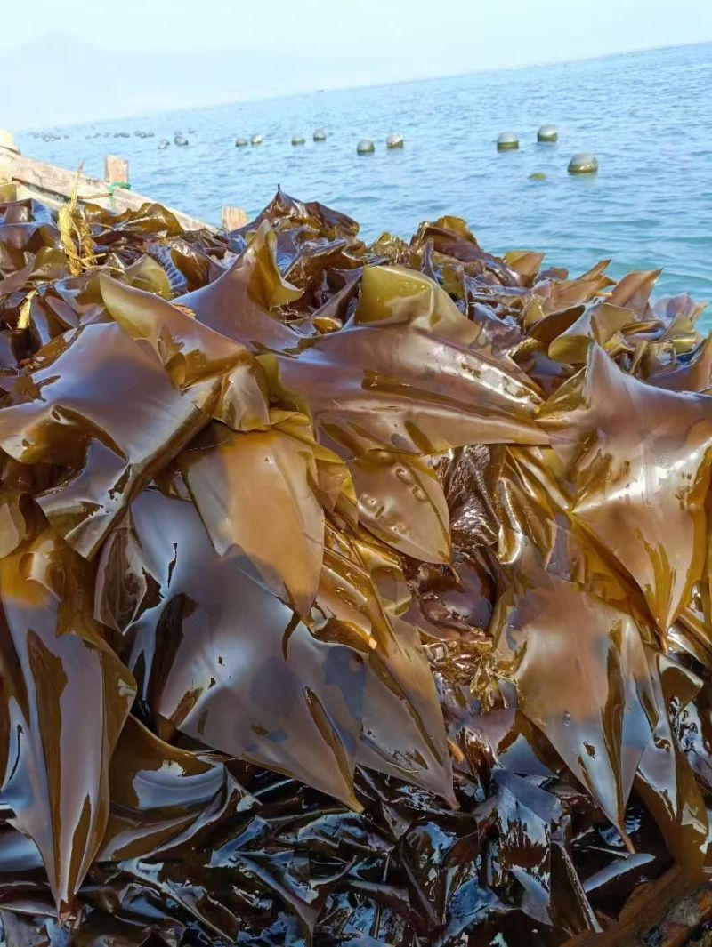 海带精品海带产地直发量大优惠可视频看货对接全国