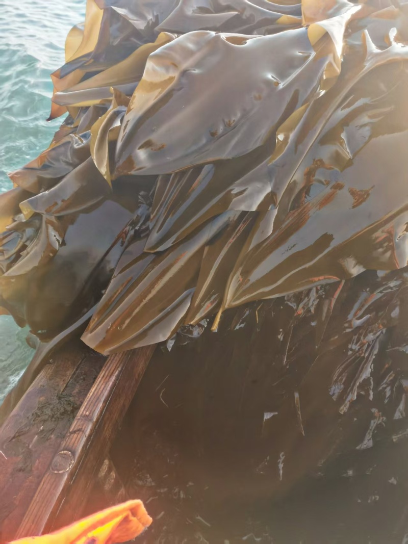 海带精品海带产地直发量大优惠可视频看货对接全国