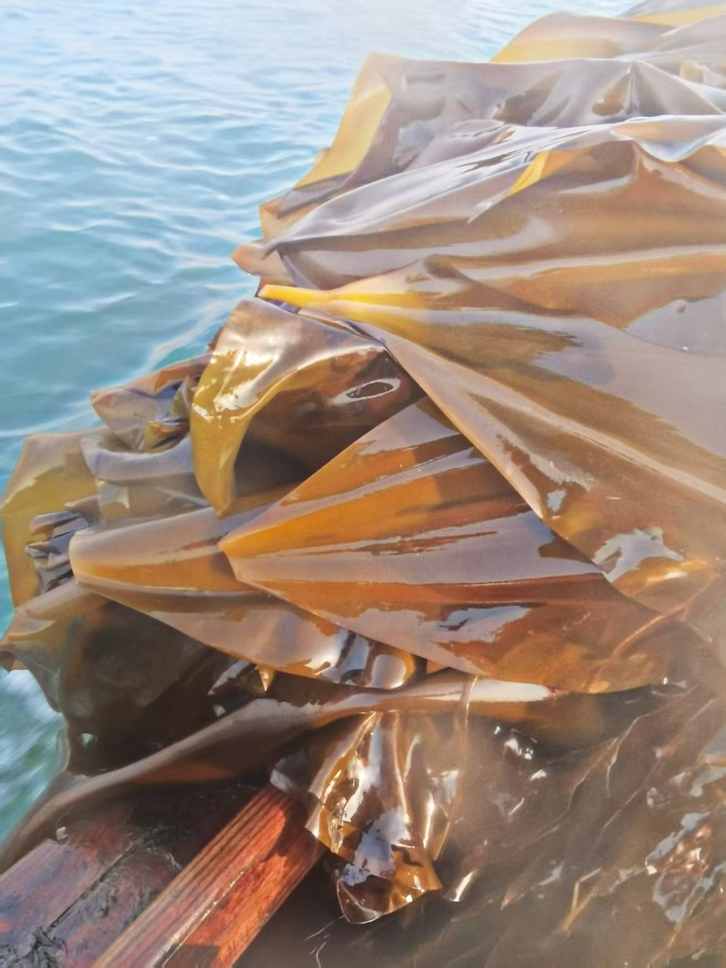 海带精品海带产地直发量大优惠可视频看货对接全国