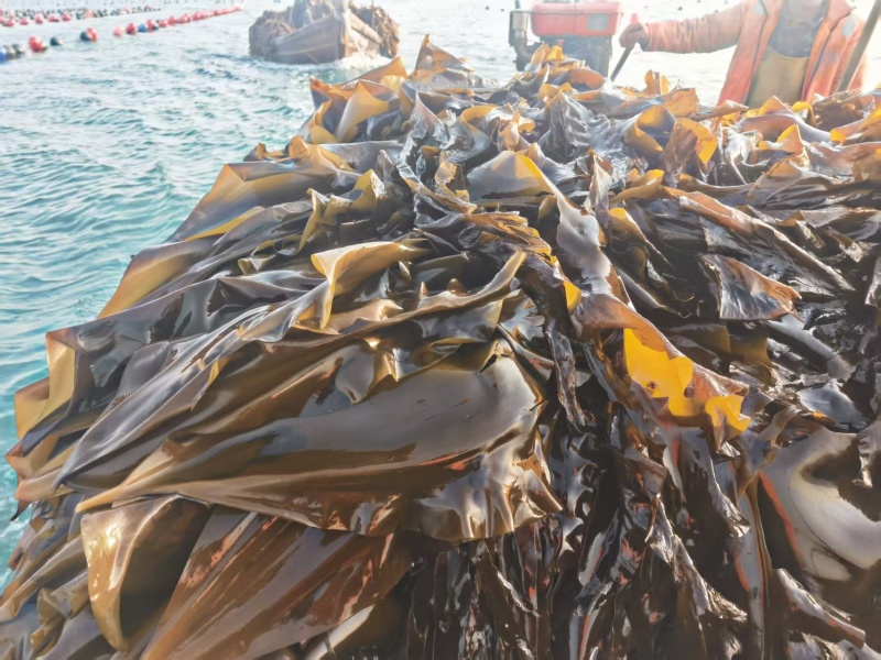 海带精品海带产地直发量大优惠可视频看货对接全国