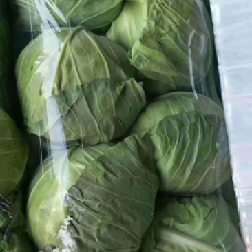 河北精品甘蓝品质保证量大从优一手货源产地直发