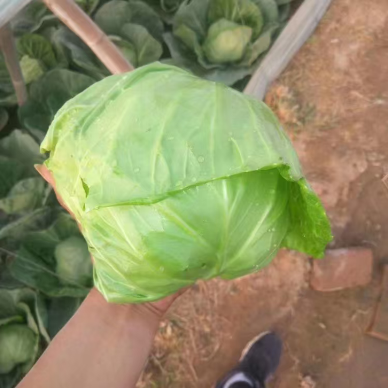 河北精品甘蓝品质保证量大从优一手货源产地直发