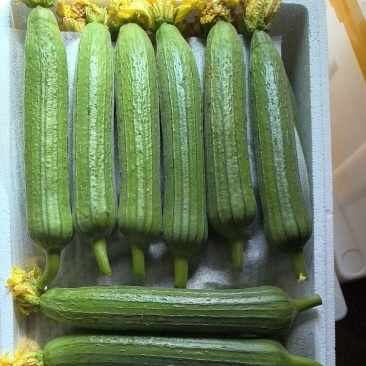 精品油皮丝瓜