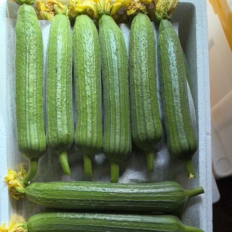 精品油皮丝瓜