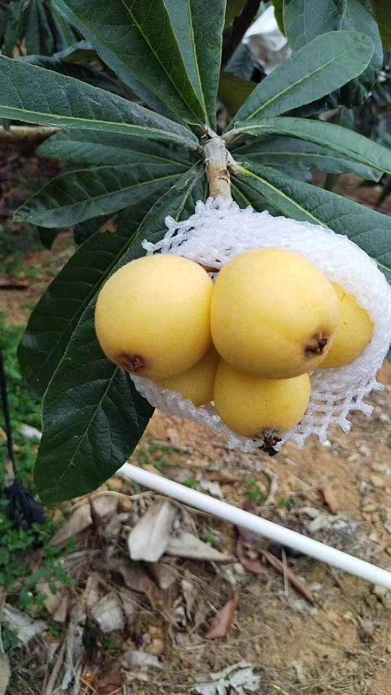 三月白枇杷苗