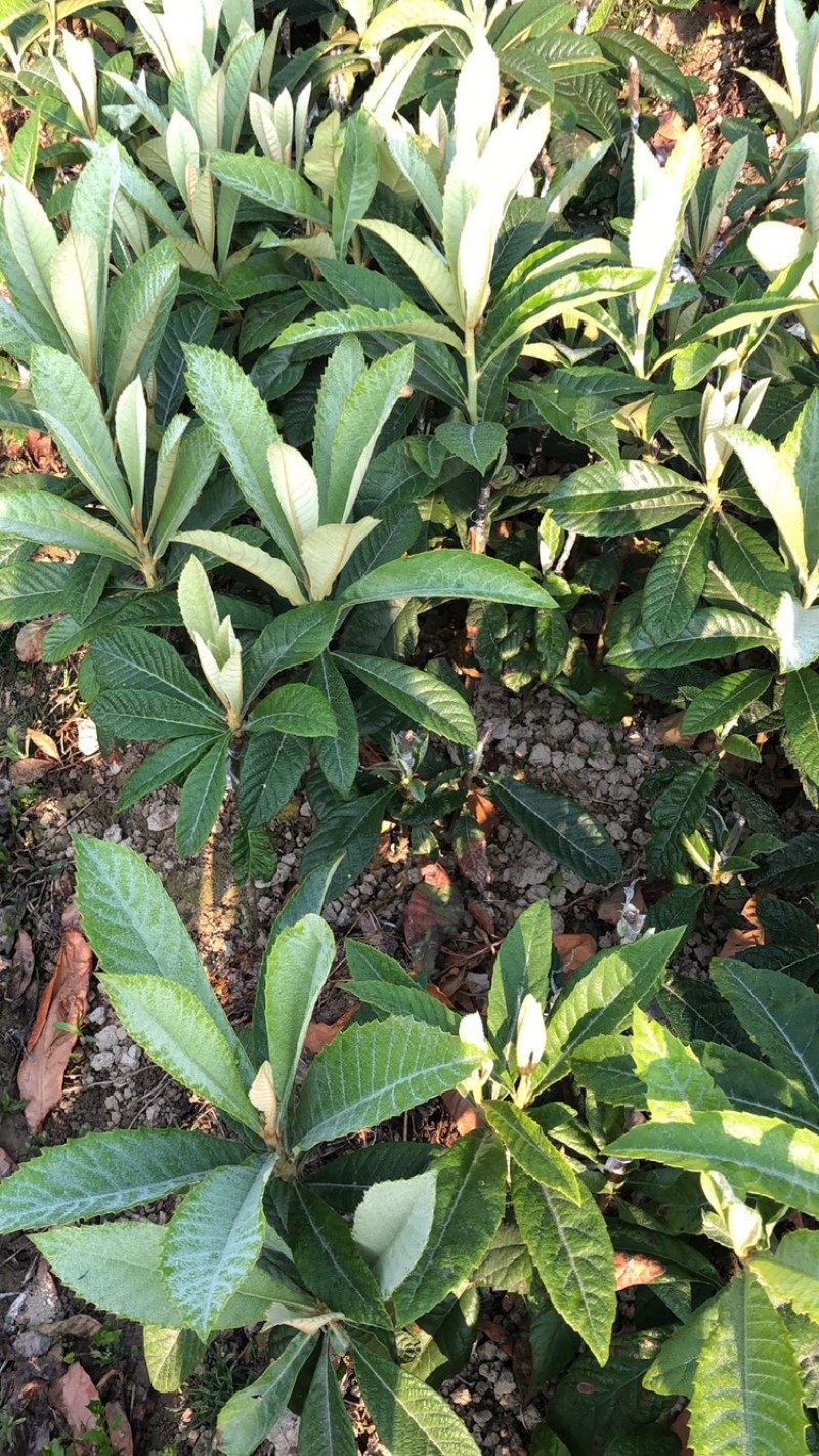 三月白枇杷苗