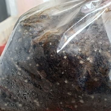 龙胆大量出售