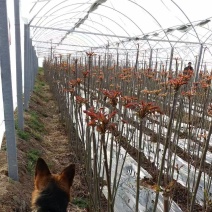 香椿苗一年苗二年苗大量供应