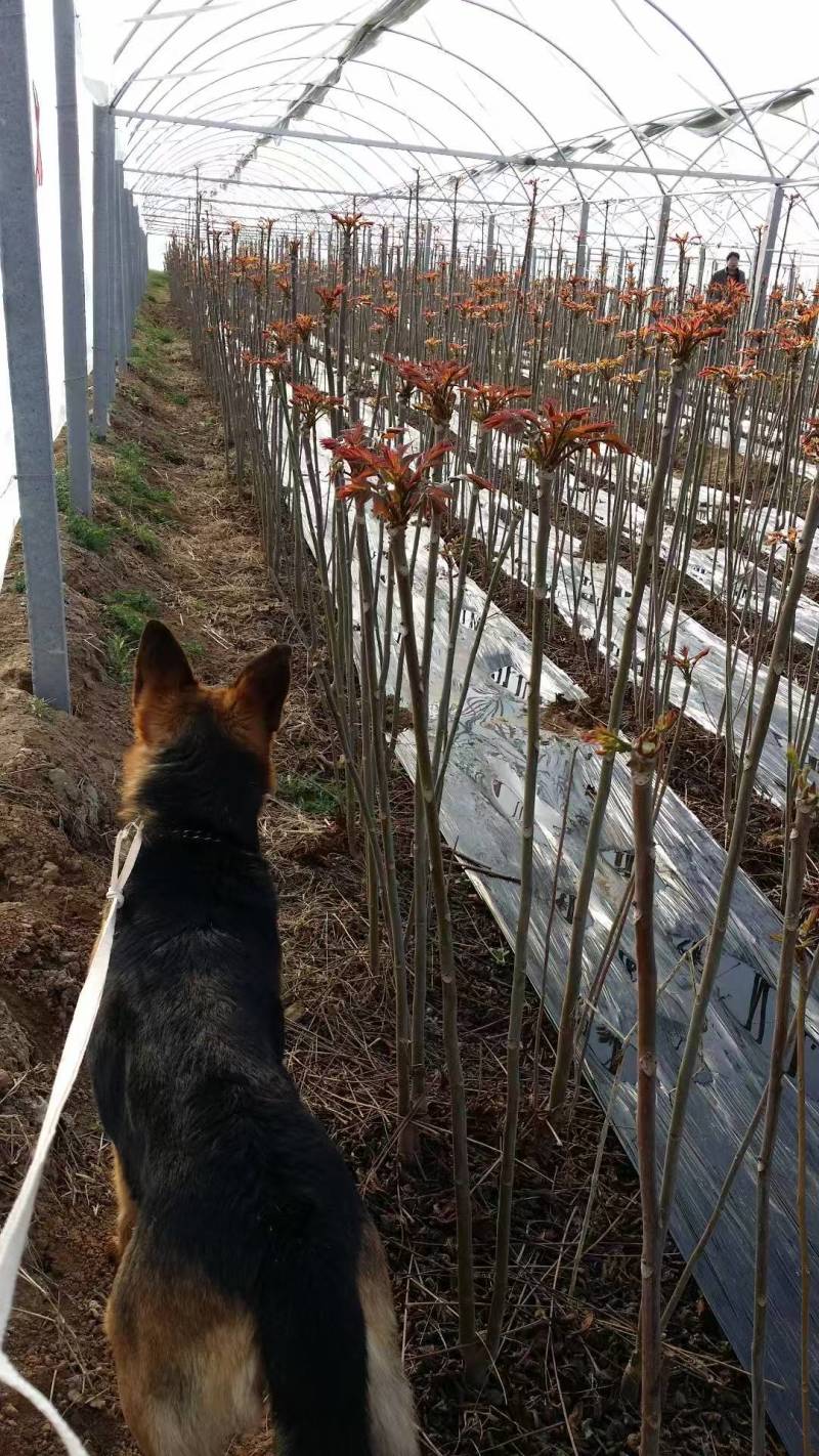 香椿苗一年苗二年苗大量供应
