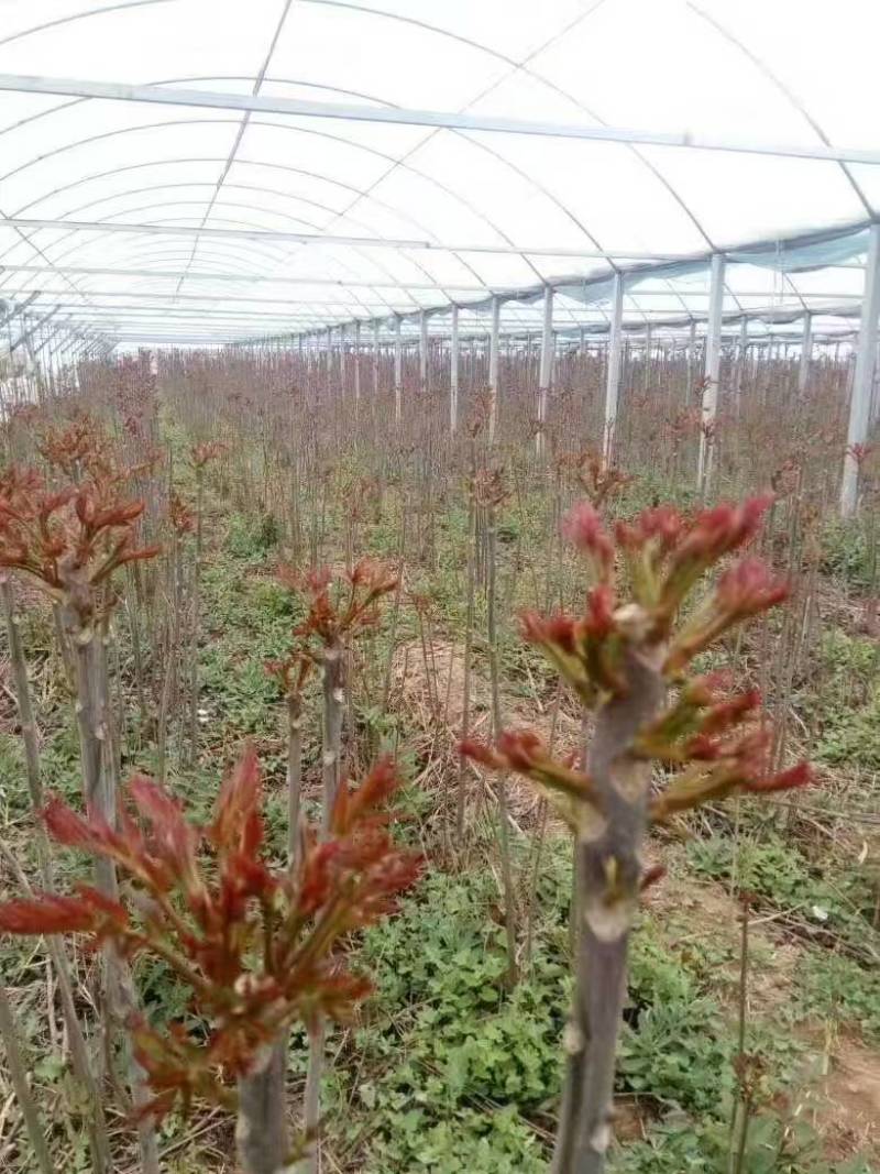 香椿苗一年苗二年苗大量供应