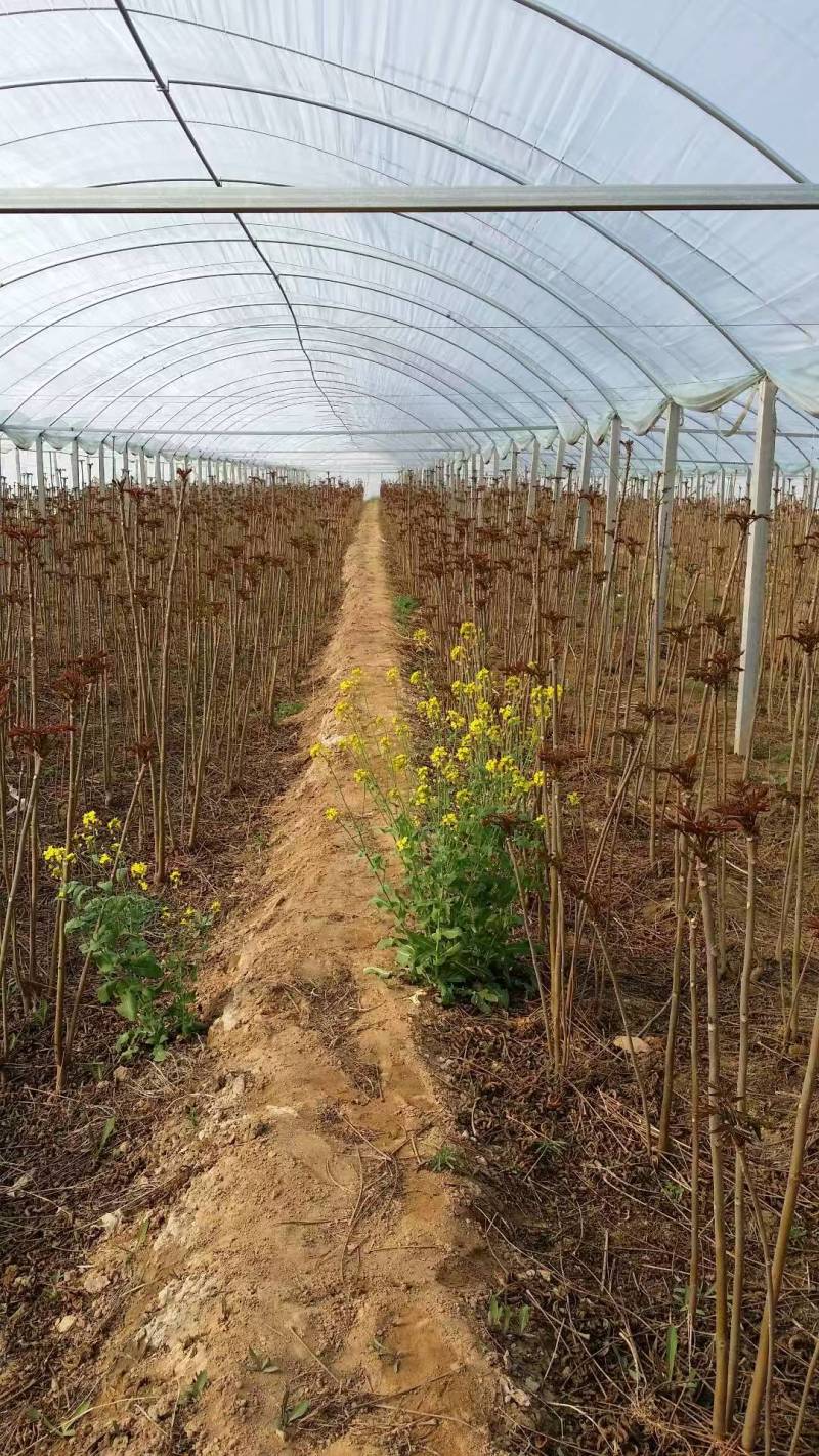 香椿苗一年苗二年苗大量供应