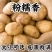 《精选》黄皮黄心土豆基地直发对接商超团购电商一条龙服务
