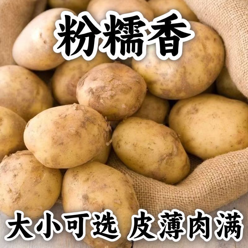 《精选》黄皮黄心土豆基地直发对接商超团购电商一条龙服务