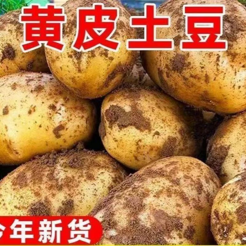 《精选》黄皮黄心土豆基地直发对接商超团购电商一条龙服务