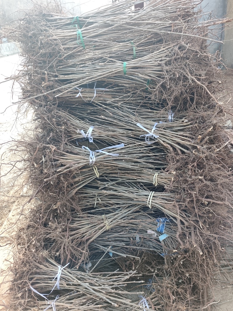 香椿苗一年苗二年苗大量供应