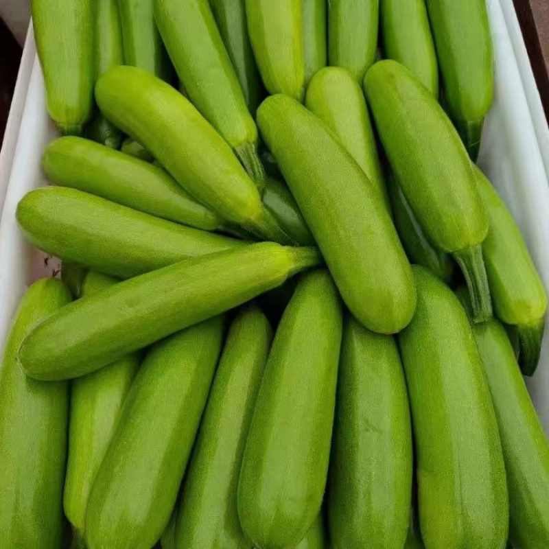 河北精品西葫芦绿皮西葫芦大量上市品质保证量大从优