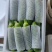 河北精品西葫芦绿皮西葫芦大量上市品质保证量大从优