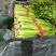 河北精品皇后芹菜大量上市品质保证量大从优一手货源
