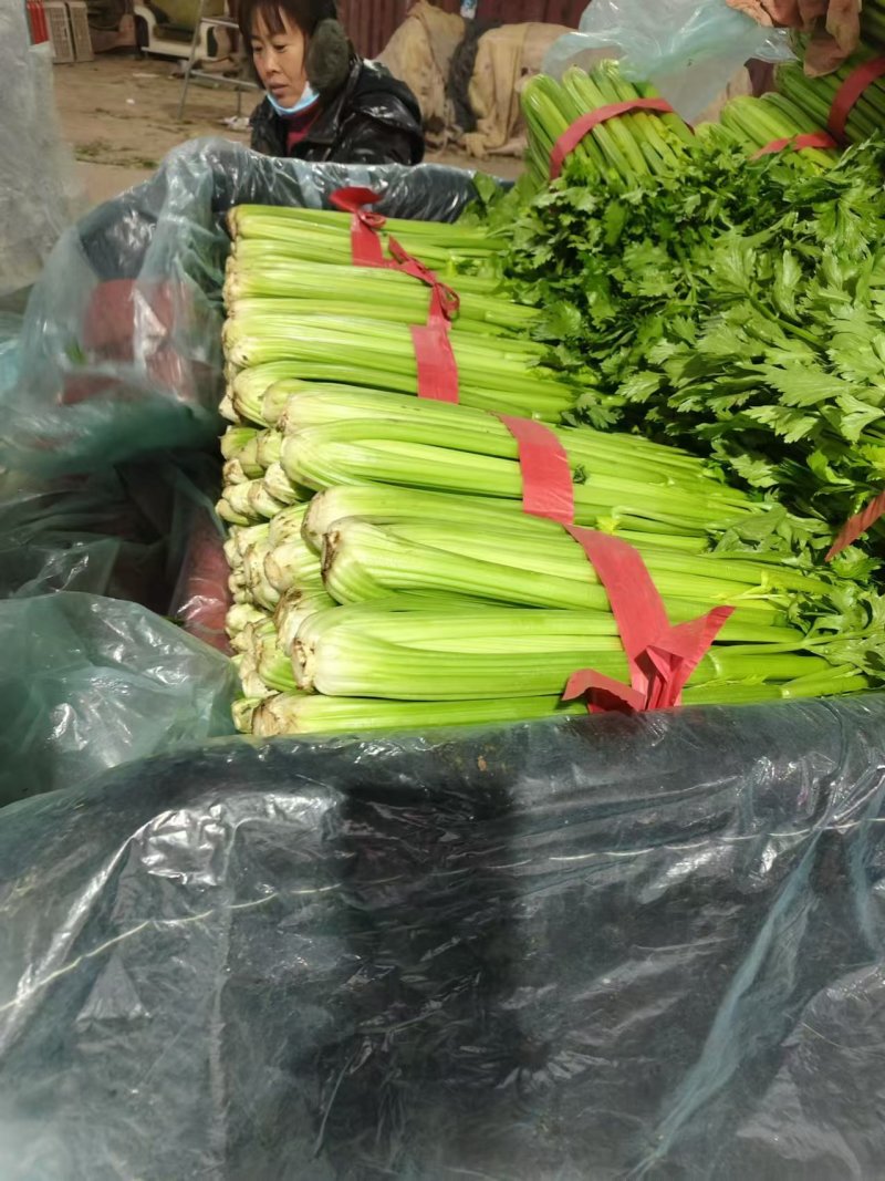 河北精品皇后芹菜大量上市品质保证量大从优一手货源