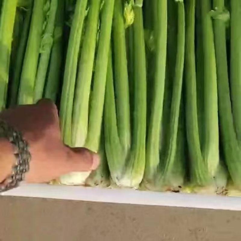 河北精品皇后芹菜大量上市品质保证量大从优一手货源