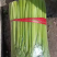 河北精品皇后芹菜大量上市品质保证量大从优一手货源
