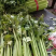 河北精品皇后芹菜大量上市品质保证量大从优一手货源