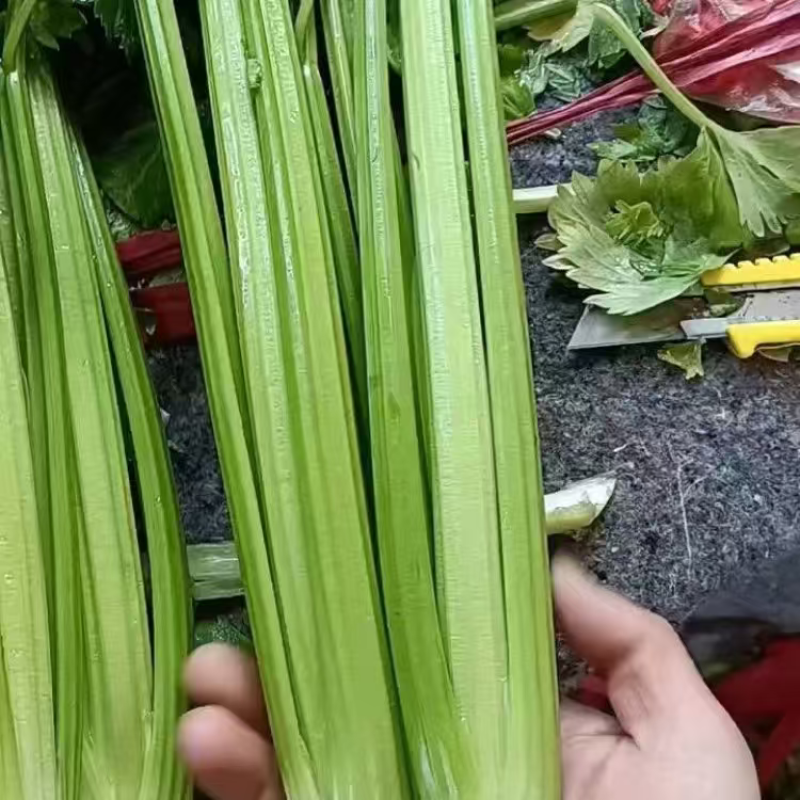河北精品皇后芹菜大量上市品质保证量大从优一手货源