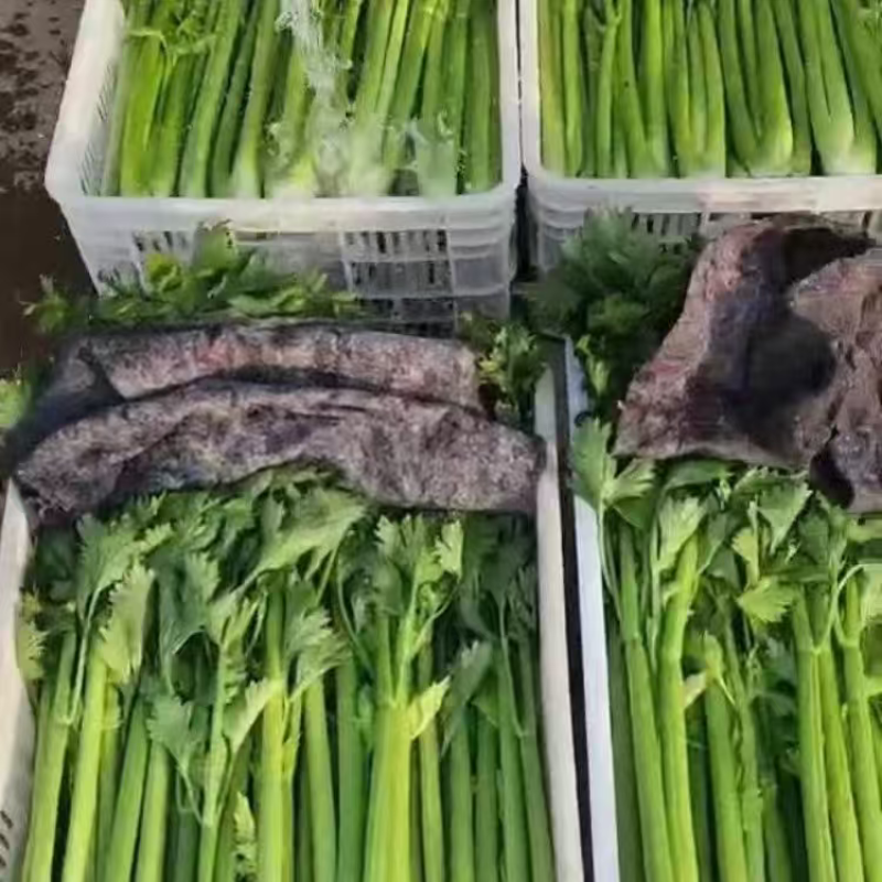 河北精品皇后芹菜大量上市品质保证量大从优一手货源