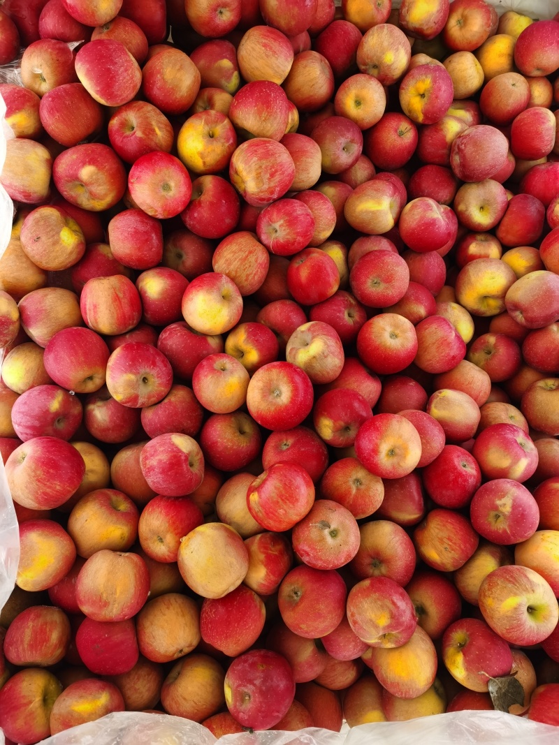 甘肃会宁光果糖心红富士/丑苹果系列颜色鲜艳口感脆甜卖相好